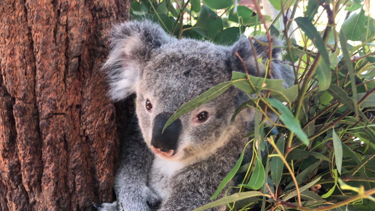 Koala in Eucalyptus