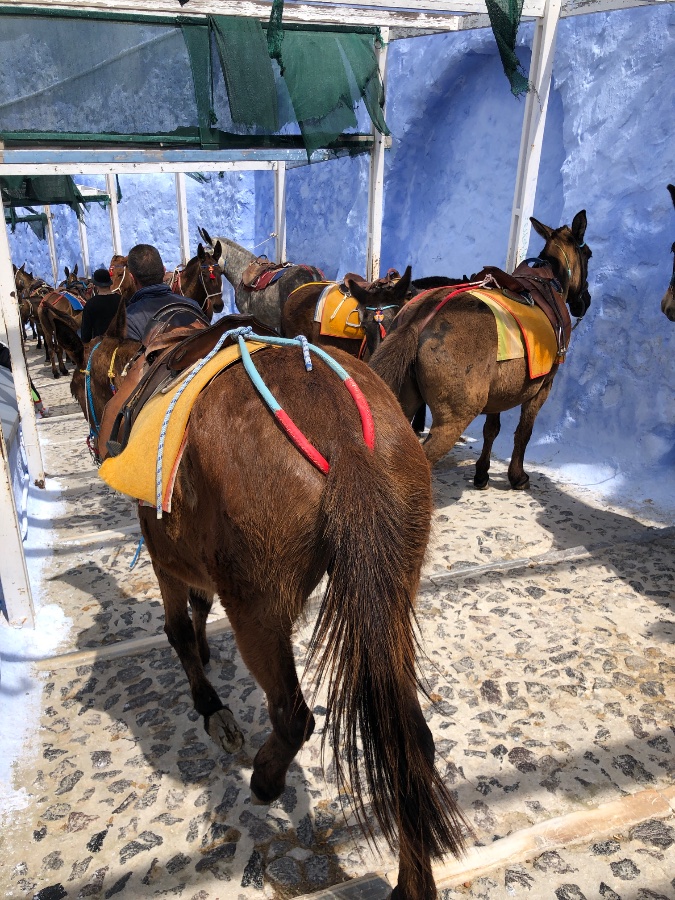 Donkey Trail in Santorini