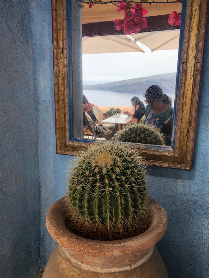 Cactus Reflection in Santorini