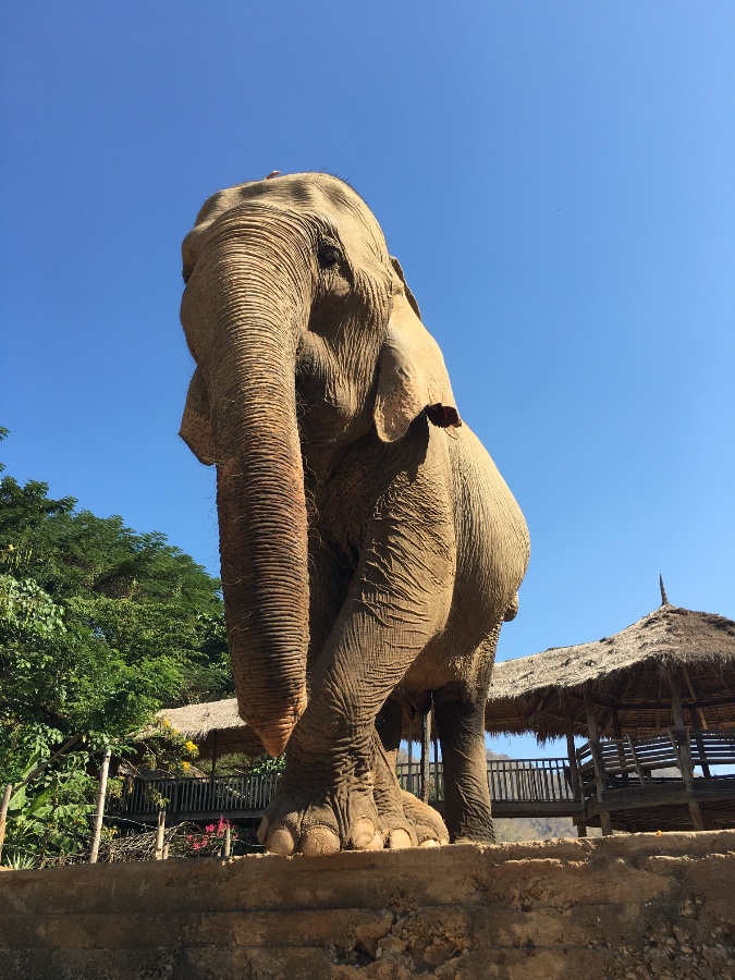 Elephant Sanctuary