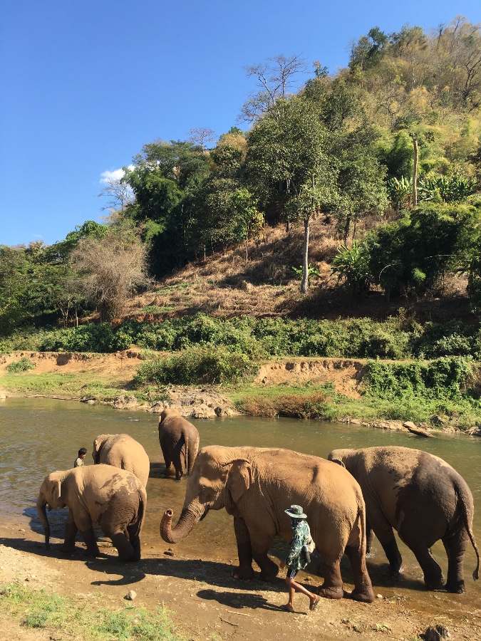 Elephant Sanctuary Visit