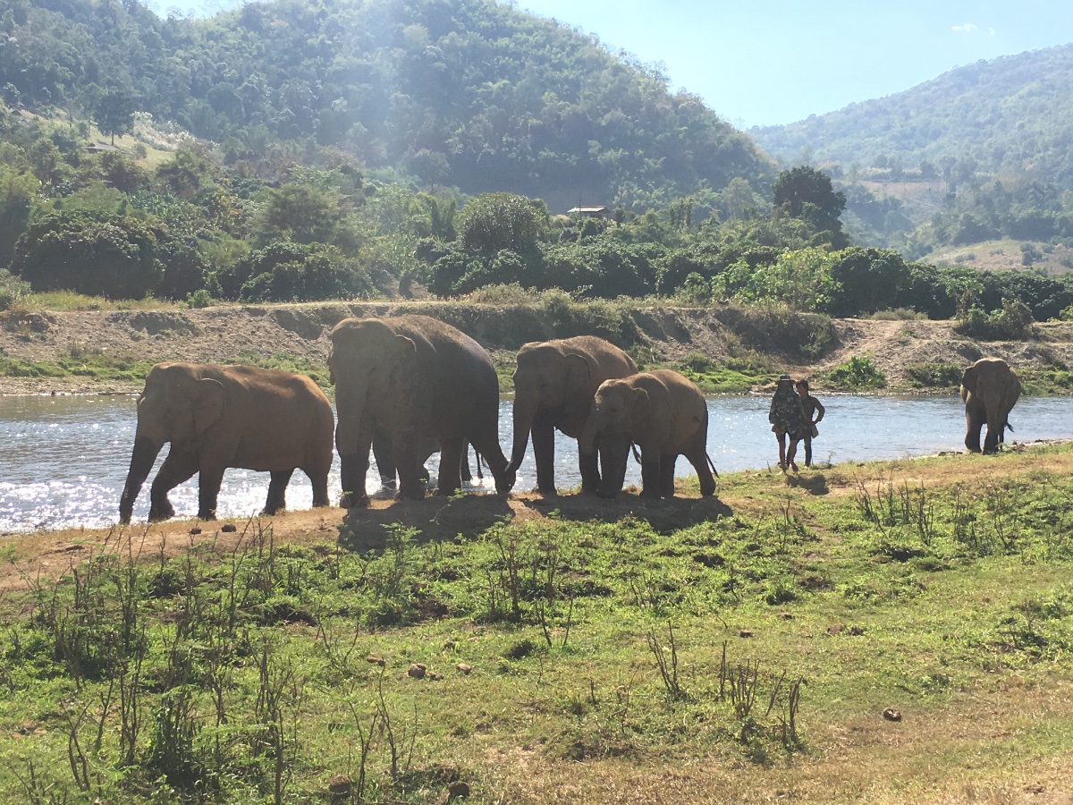 Elephants by the River