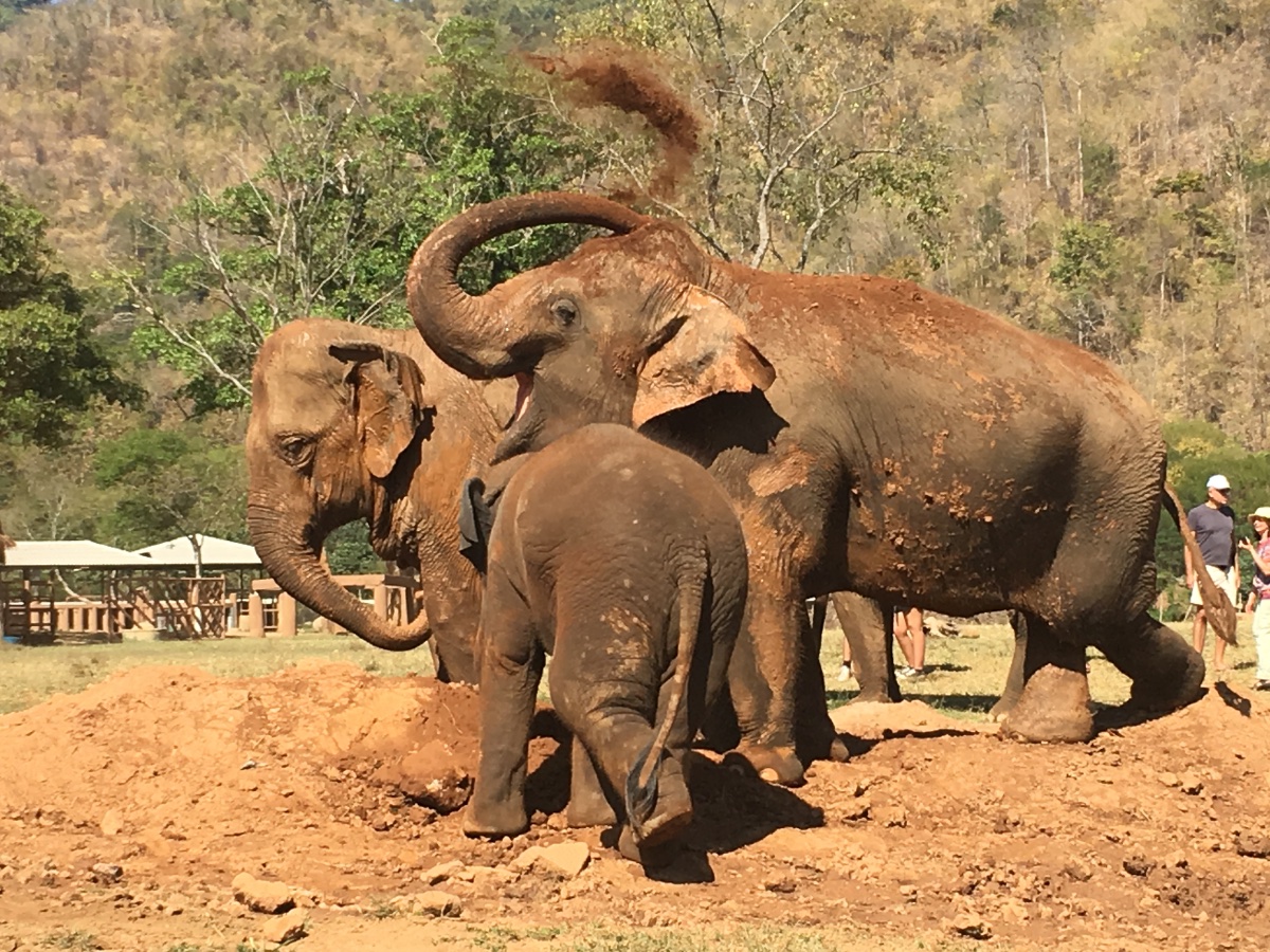 Elephant Sanctuary