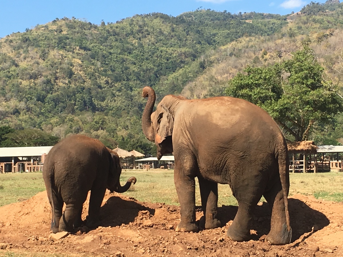 Elephants in Northern Thailand Sanctuary