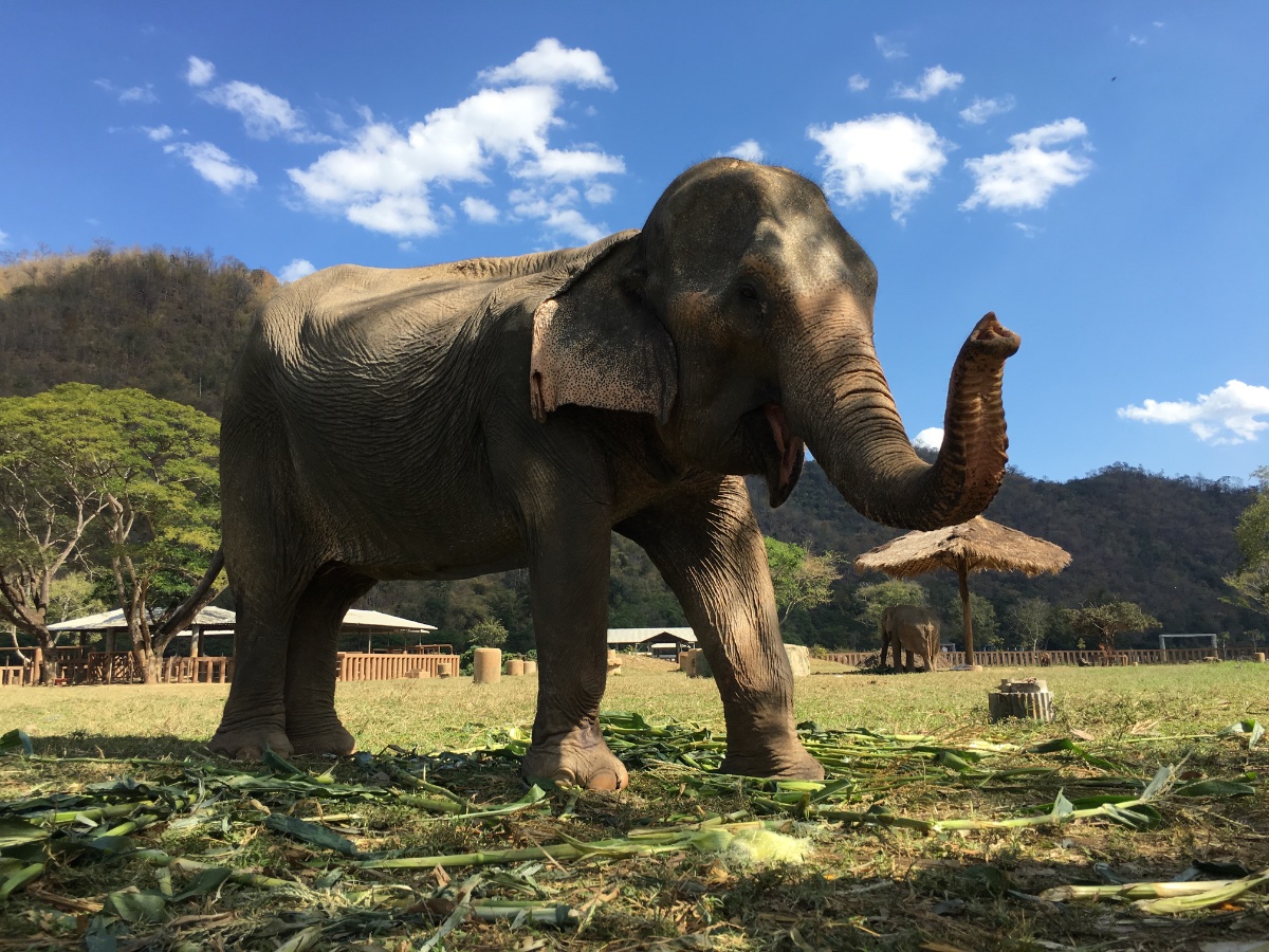 Elephant Sanctuary