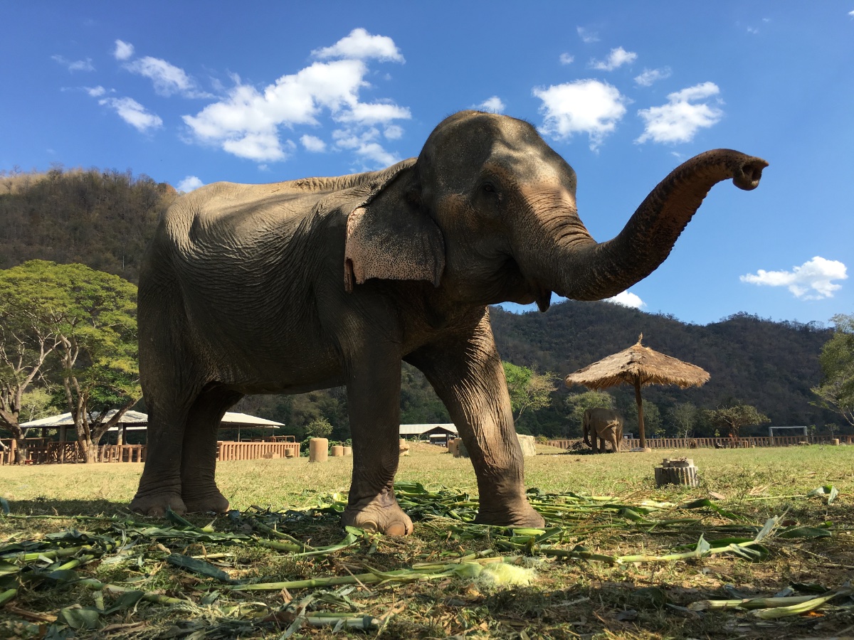 Elephant at Sanctuary