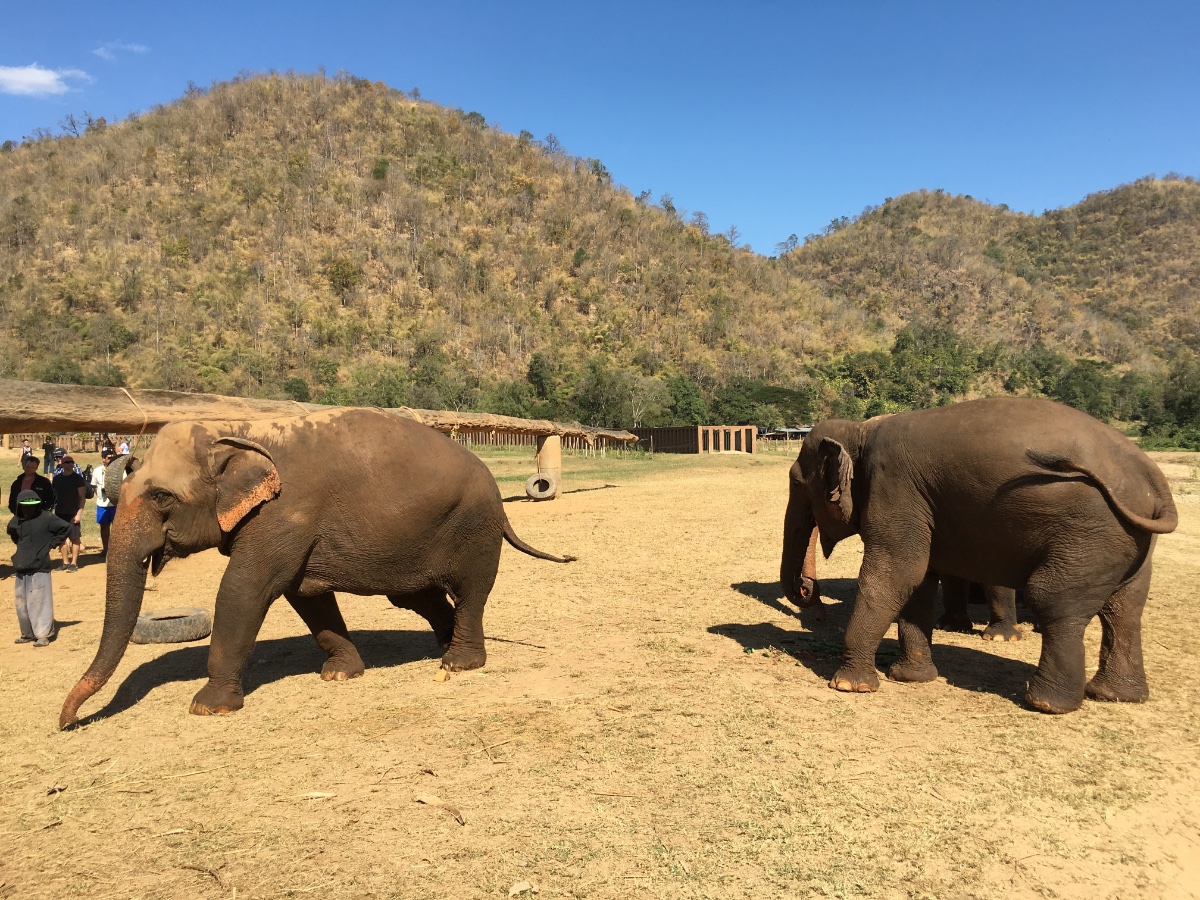 Elephant Sanctuary