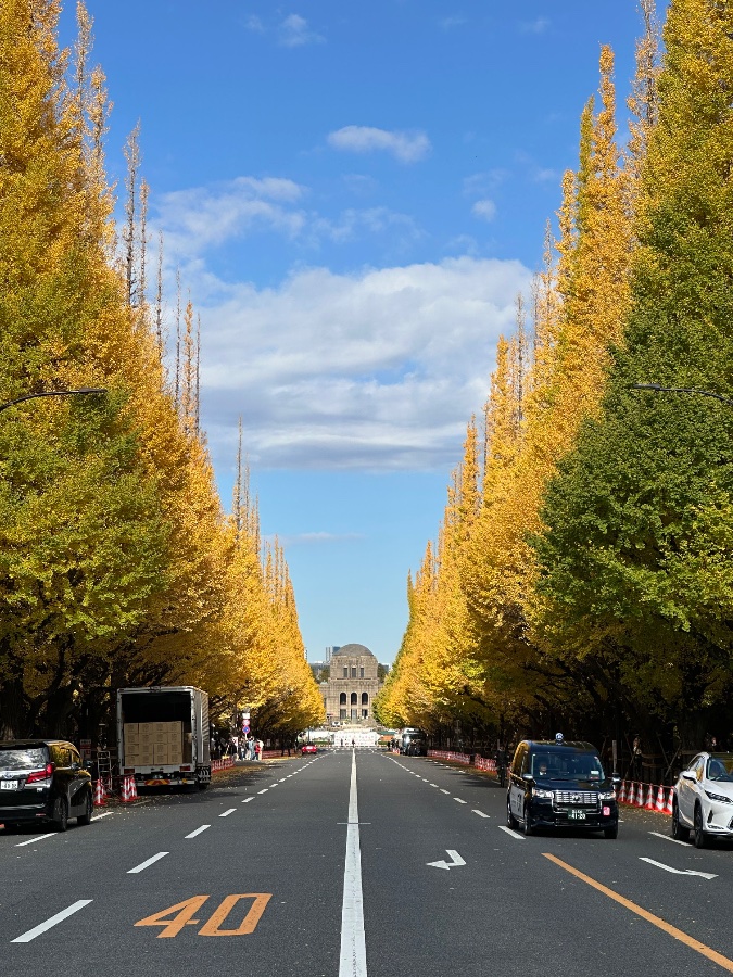 Icho Namiki Avenue