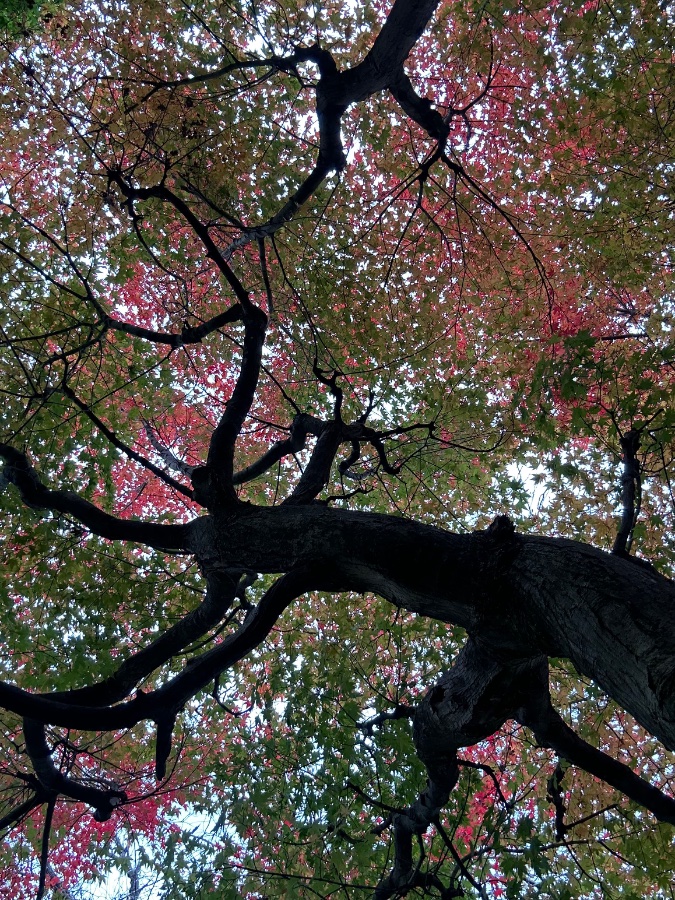 Autumn Foliage Canopy
