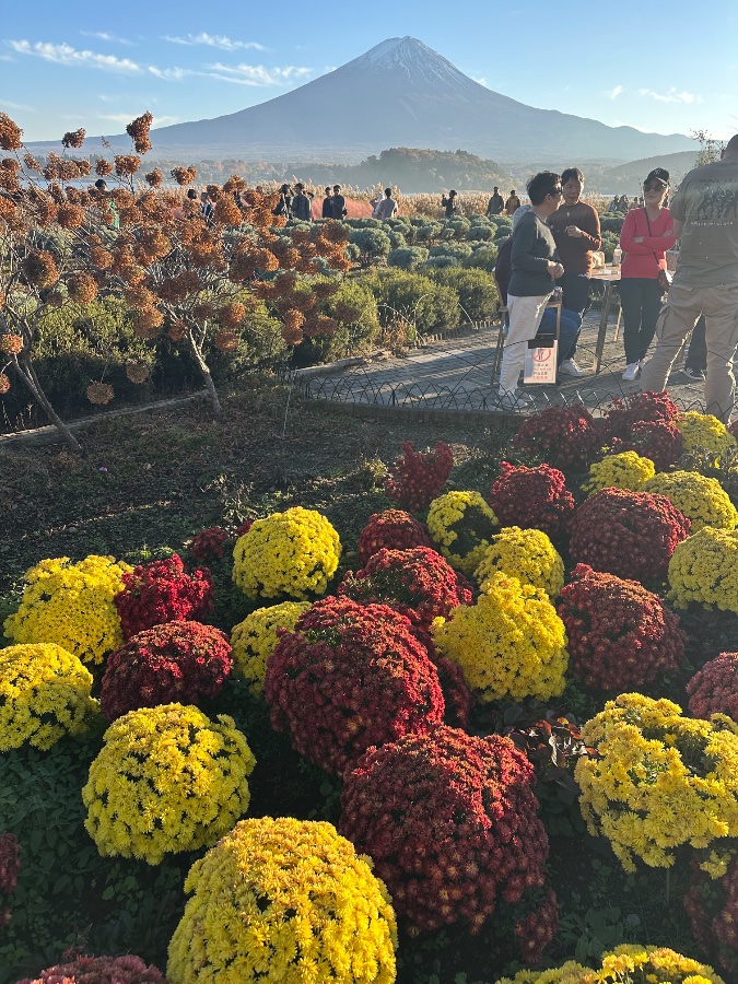 Mt. Fuji with Chrysanthemums
