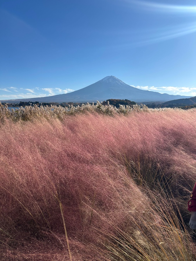 Mount Fuji with Pink Pampas