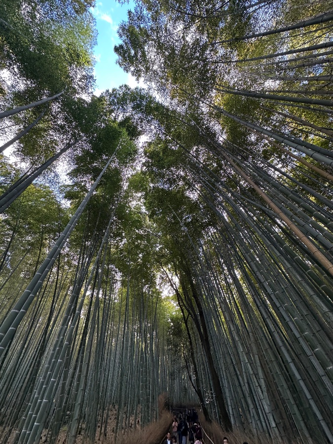 Arashiyama Bamboo Grove